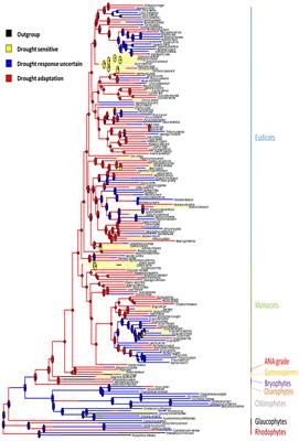 Evolutionary Origins of Drought Tolerance in Spermatophytes